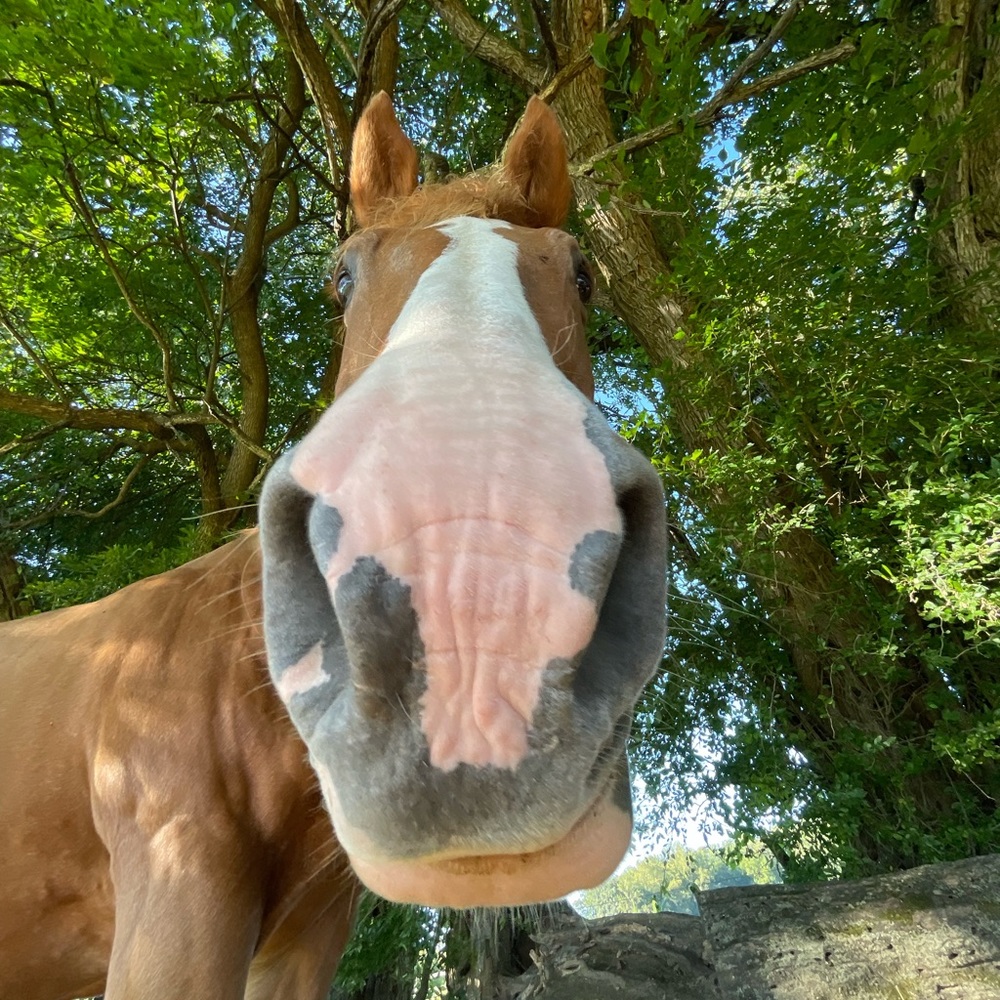 Meet your Posher, Rosalina